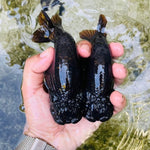 Live Fancy Goldfish Premium Select Our Choice Big Head Thai Lionchu Super Black / Jet Black Grow up to Over 5'' BODY(CGF-069)