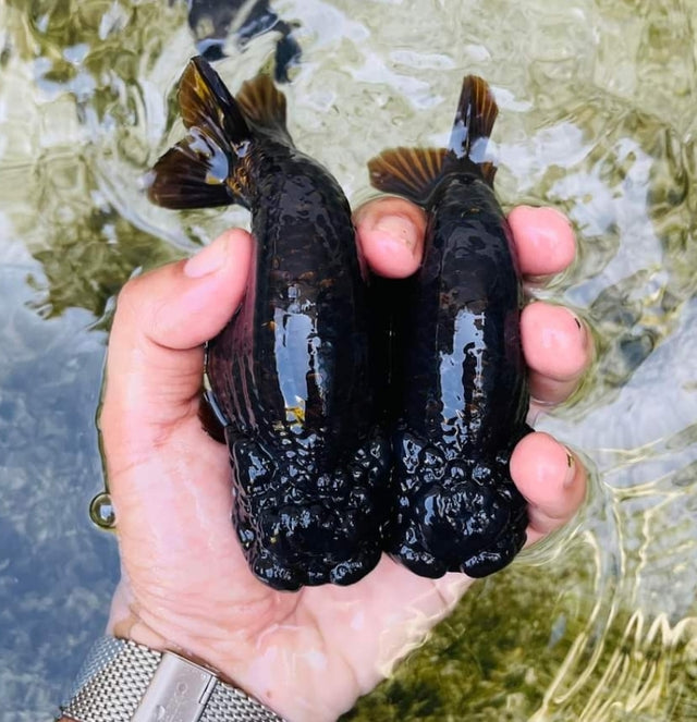 Live Fancy Goldfish Premium Select Our Choice Big Head Thai Lionchu Super Black / Jet Black Grow up to Over 5'' BODY(CGF-069)