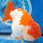 Live Fancy Goldfish Premium Select Our Choice Big Head Thai Lionchu Red/White Grow up to Over 5'' BODY(CGF-067)