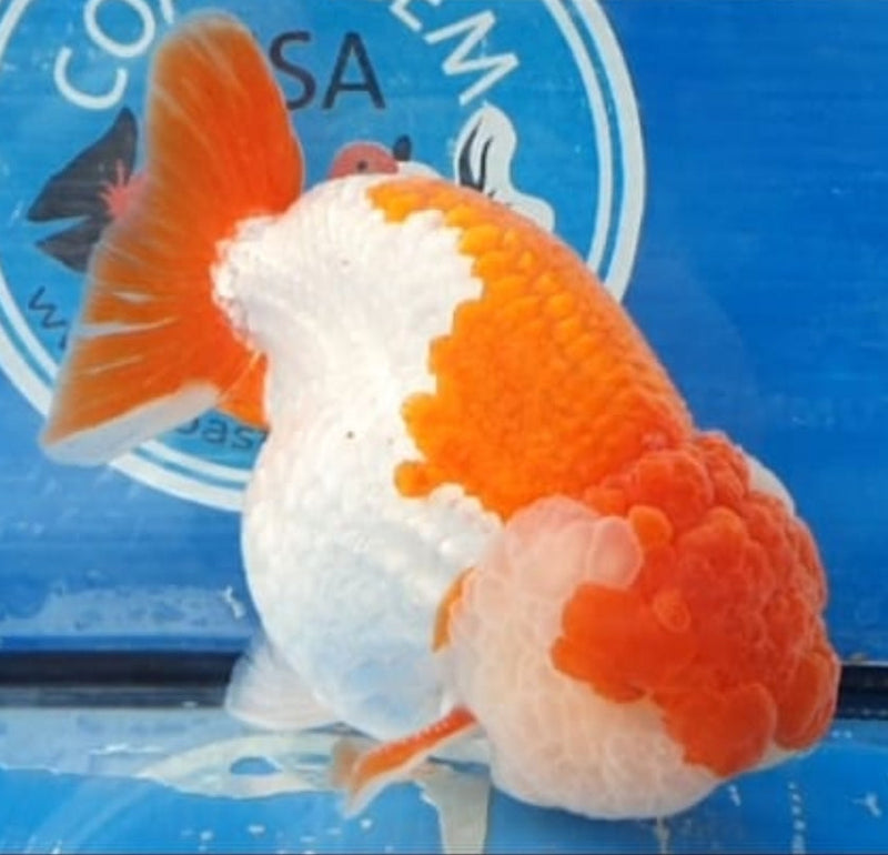 Live Fancy Goldfish Premium Select Our Choice Big Head Thai Lionchu Red/White Grow up to Over 5'' BODY(CGF-067)