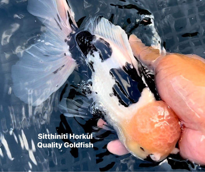 Live Fancy Goldfish Premium Select Our Choice Giant BREED Giant Special Color Panda Thai Oranda GROW UP TO 5.5-7'' BODY(CGF-059)