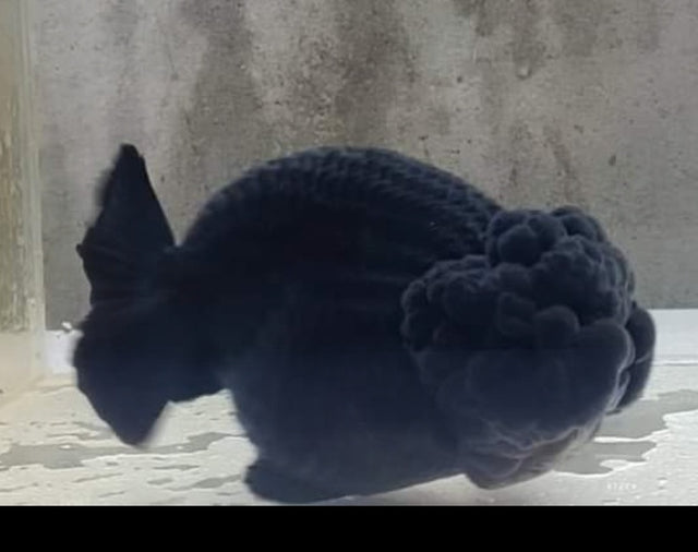 Live Fancy Goldfish Premium Select Our Choice Big Head Thai Lionchu Super Black / Jet Black Grow up to Over 5'' BODY(CGF-069)