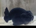 Live Fancy Goldfish Premium Select Our Choice Big Head Thai Lionchu Super Black / Jet Black Grow up to Over 5'' BODY(CGF-069)