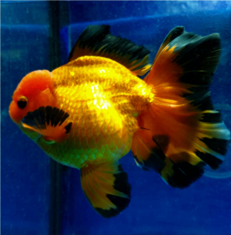 Live Fancy Goldfish Premium Select  Our Choice MEDIUM SIZE BREED Apache Thai Oranda GROW UP TO 4-4.5'' BODY(CGF-050)
