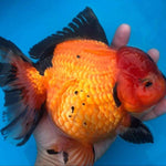 Live Fancy Goldfish Premium Select Our Choice Giant BREED Giant Special Apache Thai Oranda GROW UP TO 5.5-7'' BODY(CGF-064)