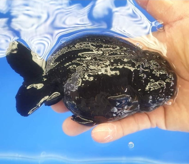 Live Fancy Goldfish Premium Select Our Choice Big Head Thai Lionchu Super Black / Jet Black Grow up to Over 5'' BODY(CGF-069)