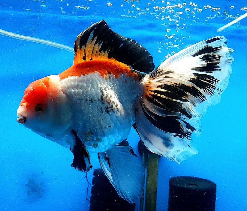 Live Fancy Goldfish Premium Select Our Choice Giant BREED Special Tri Color Thai Oranda GROW UP TO 5.5-7'' BODY(CGF-052)