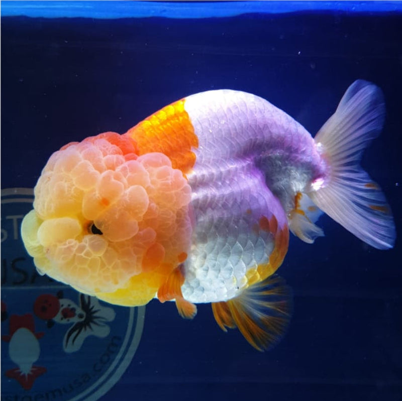 Live Fancy Goldfish Premium Select Our Choice Big Head Thai Lionchu Red/White Grow up to Over 5'' BODY(CGF-067)