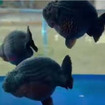 Live Fancy Goldfish Premium Select Our Choice Big Head Thai Lionchu Super Black / Jet Black Grow up to Over 5'' BODY(CGF-069)
