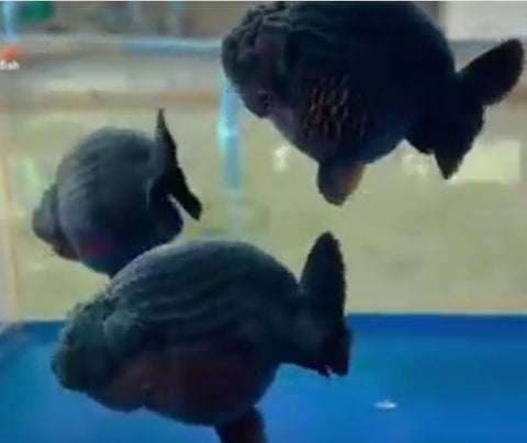 Live Fancy Goldfish Premium Select Our Choice Big Head Thai Lionchu Super Black / Jet Black Grow up to Over 5'' BODY(CGF-069)
