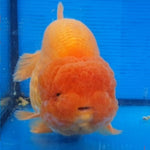 Live Fancy Goldfish Premium Select Our Choice Big Head Thai Lionchu Red Grow up to Over 5'' BODY(CGF-072)