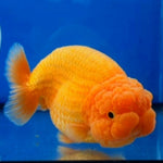 Live Fancy Goldfish Premium Select Our Choice Big Head Thai Lionchu Red Grow up to Over 5'' BODY(CGF-072)