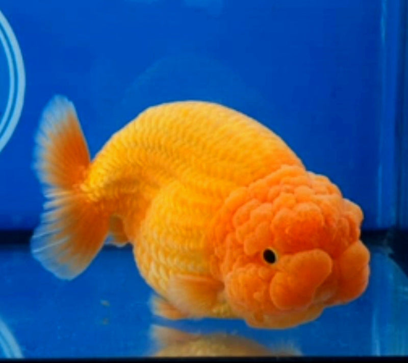 Live Fancy Goldfish Premium Select Our Choice Big Head Thai Lionchu Red Grow up to Over 5'' BODY(CGF-072)