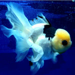 Live Fancy Goldfish Premium Select Our Choice MEDIUM SIZE BREED  PandaThai Oranda GROW UP TO 4-4.5'' BODY(CGF-045)