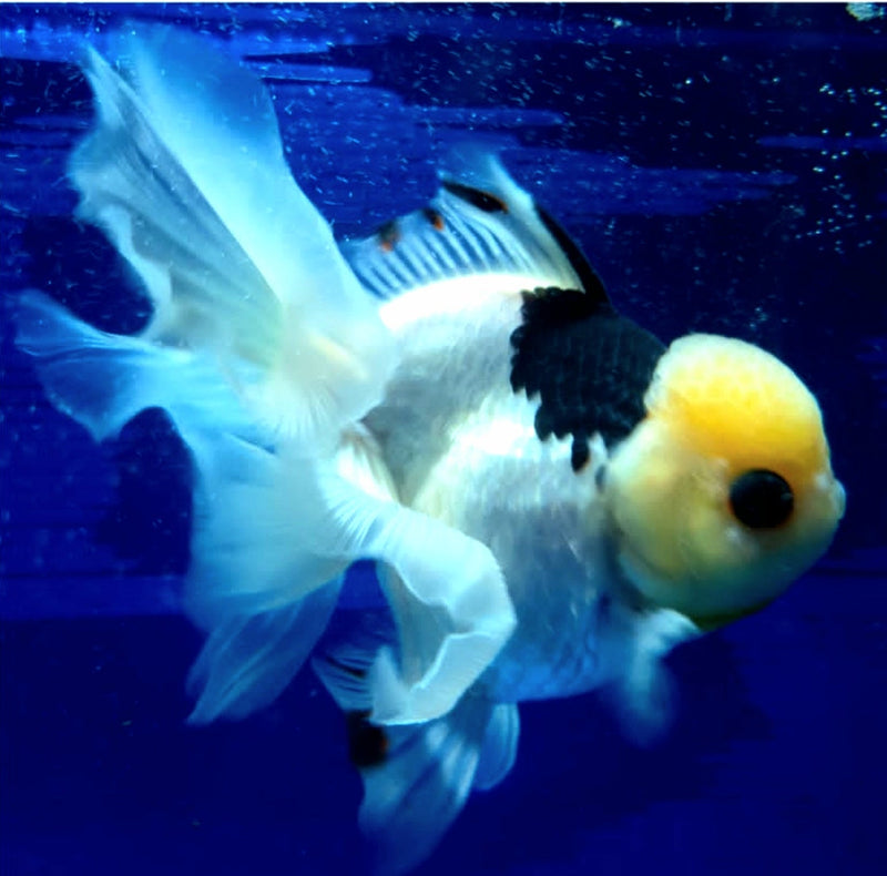 Live Fancy Goldfish Premium Select Our Choice MEDIUM SIZE BREED  PandaThai Oranda GROW UP TO 4-4.5'' BODY(CGF-045)