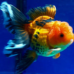 Live Fancy Goldfish Premium Select  Our Choice MEDIUM SIZE BREED Apache Thai Oranda GROW UP TO 4-4.5'' BODY(CGF-050)