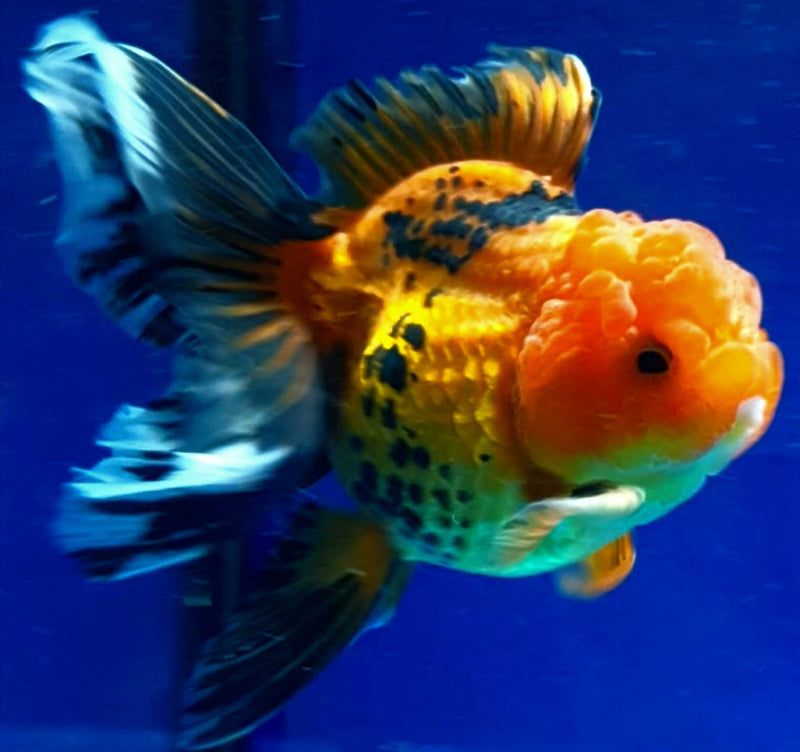 Live Fancy Goldfish Premium Select  Our Choice MEDIUM SIZE BREED Apache Thai Oranda GROW UP TO 4-4.5'' BODY(CGF-050)
