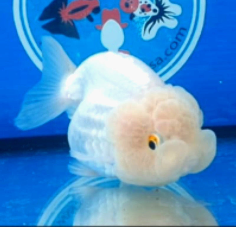 Live Fancy Goldfish Premium Select Our Choice Big Head Thai Lionchu White Lemon Head Grow up to Over 5'' BODY(CGF-070)