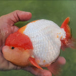 Live Fancy Goldfish Premium Select Our Choice Big Head Thai Lionchu Red/White Grow up to Over 5'' BODY(CGF-067)