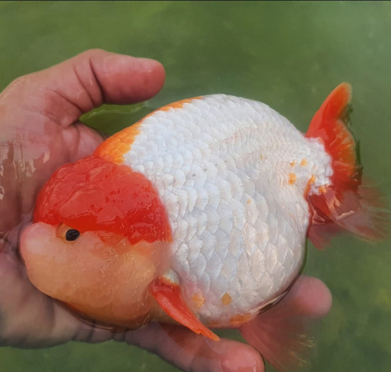 Live Fancy Goldfish Premium Select Our Choice Big Head Thai Lionchu Red/White Grow up to Over 5'' BODY(CGF-067)