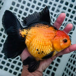 Live Fancy Goldfish Premium Select Our Choice Giant BREED Giant Special Apache Thai Oranda GROW UP TO 5.5-7'' BODY(CGF-064)