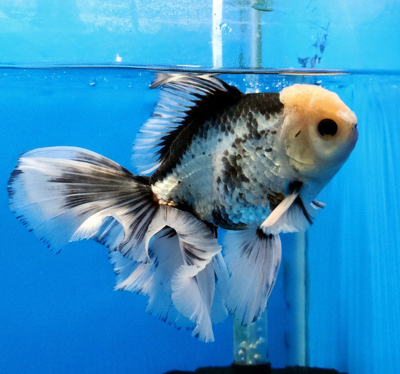 Live Fancy Goldfish Premium Select Our Choice Giant BREED Giant Special Color Panda Thai Oranda GROW UP TO 5.5-7'' BODY(CGF-059)