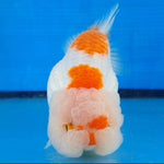 Live Fancy Goldfish Premium Select Our Choice Big Head Thai Lionchu Red/White Grow up to Over 5'' BODY(CGF-067)