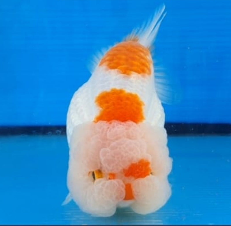 Live Fancy Goldfish Premium Select Our Choice Big Head Thai Lionchu Red/White Grow up to Over 5'' BODY(CGF-067)