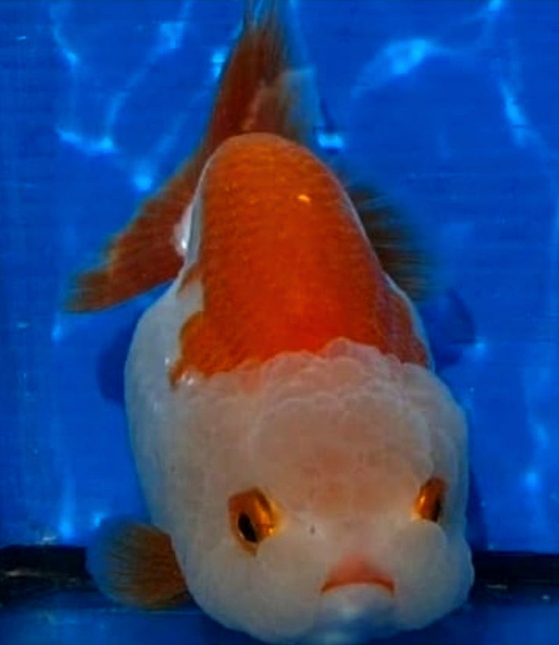 Live Fancy Goldfish Premium Select Our Choice Big Head Thai Lionchu Red/White Grow up to Over 5'' BODY(CGF-067)