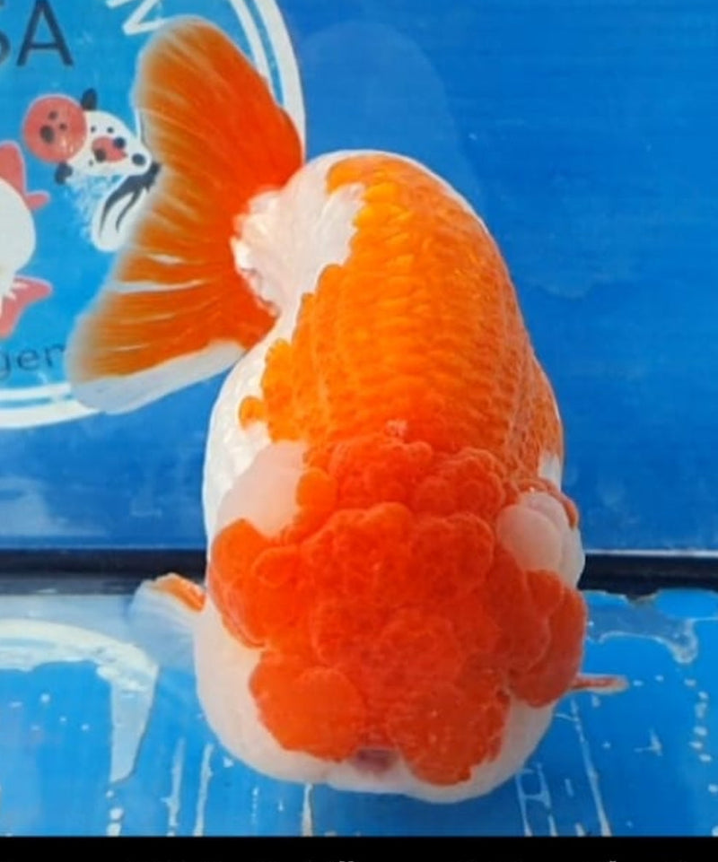 Live Fancy Goldfish Premium Select Our Choice Big Head Thai Lionchu Red/White Grow up to Over 5'' BODY(CGF-067)