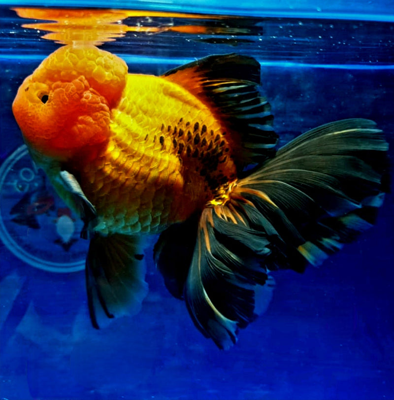Live Fancy Goldfish Premium Select  Our Choice MEDIUM SIZE BREED Apache Thai Oranda GROW UP TO 4-4.5'' BODY(CGF-050)