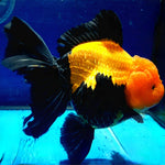 Live Fancy Goldfish Premium Select  Our Choice MEDIUM SIZE BREED Apache Thai Oranda GROW UP TO 4-4.5'' BODY(CGF-050)