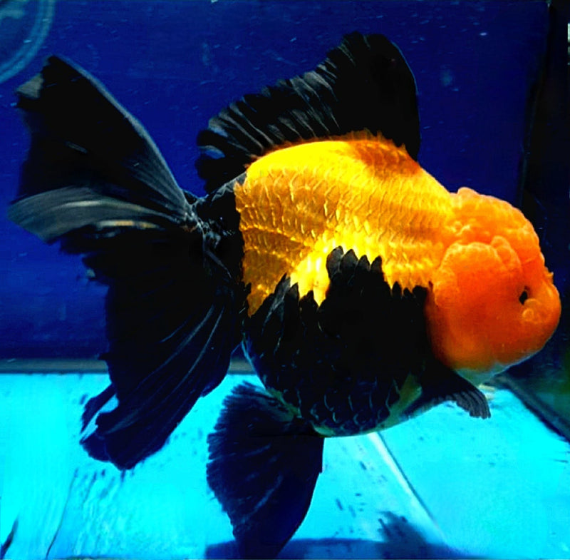 Live Fancy Goldfish Premium Select  Our Choice MEDIUM SIZE BREED Apache Thai Oranda GROW UP TO 4-4.5'' BODY(CGF-050)