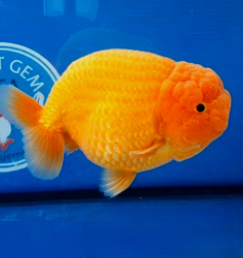 View of Aquarium Goldfish For Sale — Coast Gem USA