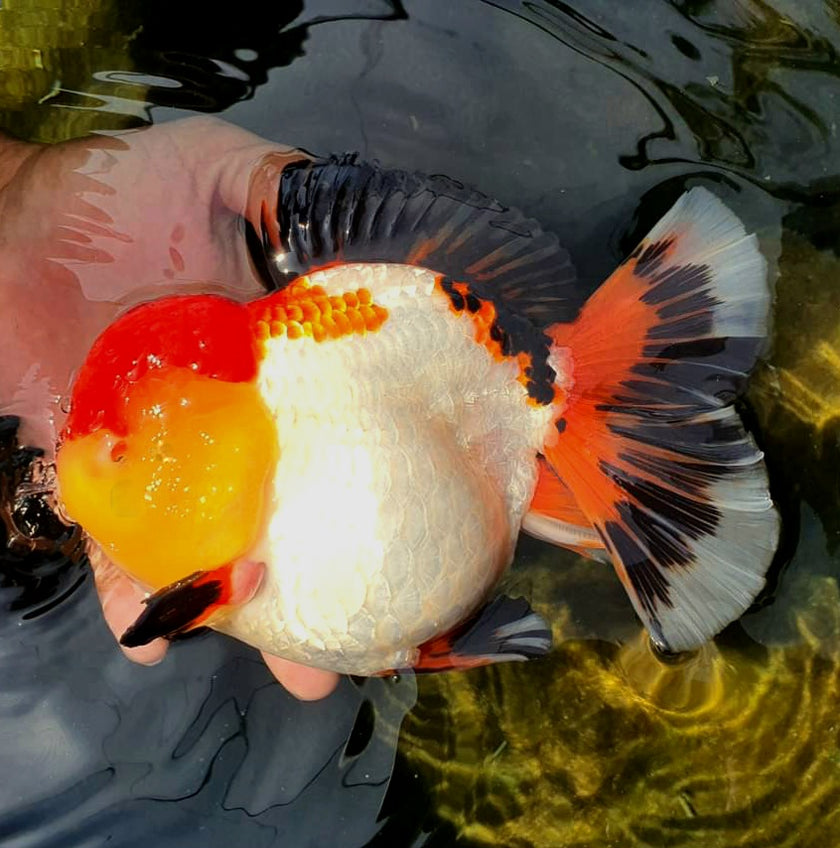 Live Fancy Goldfish Premium Select Our Choice Giant BREED Special Tri Color Thai Oranda GROW UP TO 5.5-7'' BODY(CGF-052)