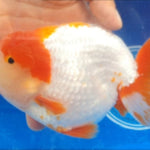Live Fancy Goldfish Premium Select Our Choice Big Head Thai Lionchu Red/White Grow up to Over 5'' BODY(CGF-067)