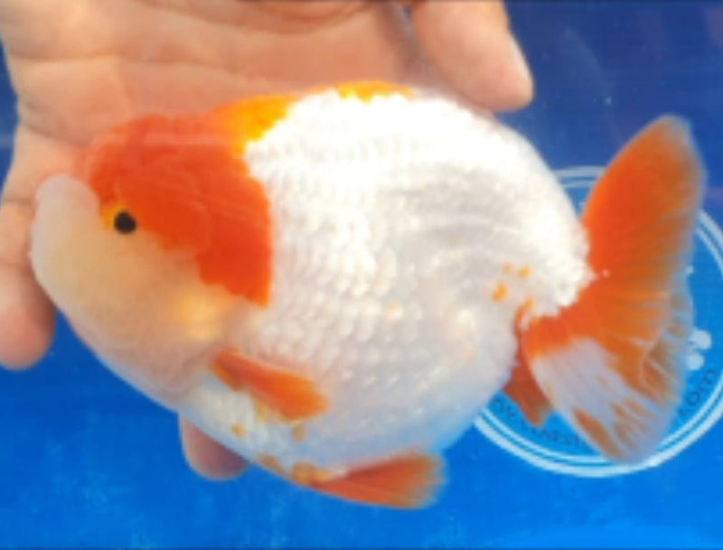 Live Fancy Goldfish Premium Select Our Choice Big Head Thai Lionchu Red/White Grow up to Over 5'' BODY(CGF-067)