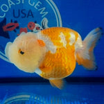 Live Fancy Goldfish Premium Select Our Choice Big Head Thai Lionchu Red/White Grow up to Over 5'' BODY(CGF-067)