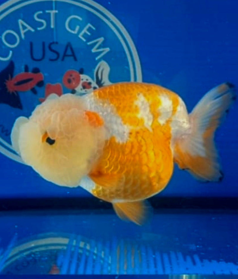 Live Fancy Goldfish Premium Select Our Choice Big Head Thai Lionchu Red/White Grow up to Over 5'' BODY(CGF-067)