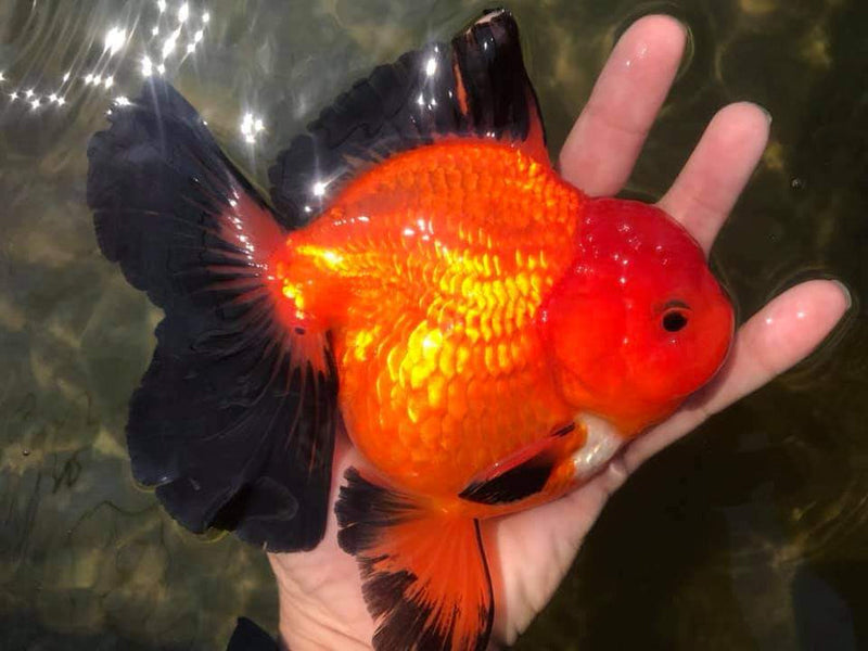 Live Fancy Goldfish Premium Select Our Choice Giant BREED Giant Special Apache Thai Oranda GROW UP TO 5.5-7'' BODY(CGF-064)