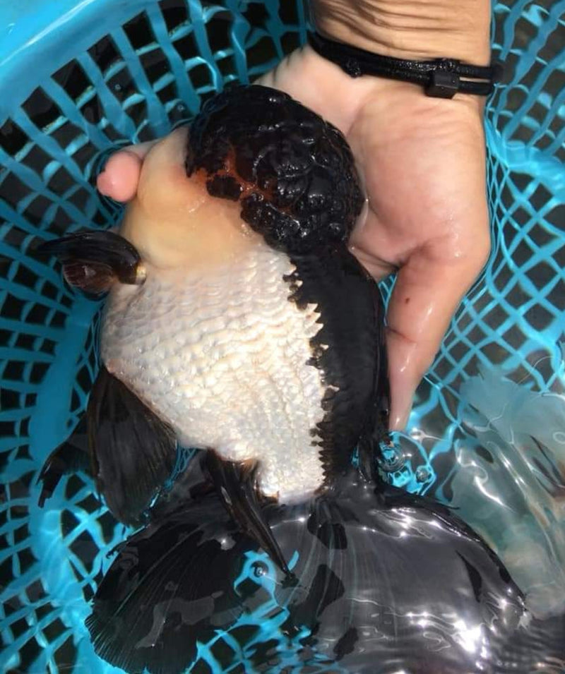 Live Fancy Goldfish Premium Select Our Choice Giant BREED Giant Special Color Panda Thai Oranda GROW UP TO 5.5-7'' BODY(CGF-059)