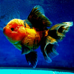 Live Fancy Goldfish Premium Select  Our Choice MEDIUM SIZE BREED Apache Thai Oranda GROW UP TO 4-4.5'' BODY(CGF-050)