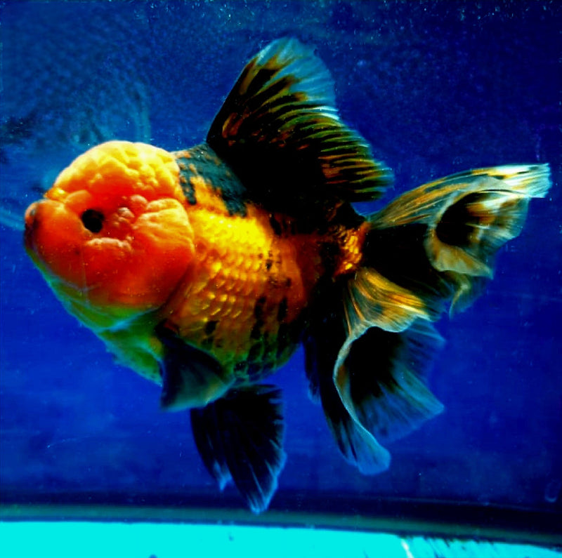 Live Fancy Goldfish Premium Select  Our Choice MEDIUM SIZE BREED Apache Thai Oranda GROW UP TO 4-4.5'' BODY(CGF-050)