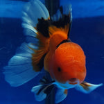 Live Fancy Goldfish Premium Select  Our Choice MEDIUM SIZE BREED Apache Thai Oranda GROW UP TO 4-4.5'' BODY(CGF-050)