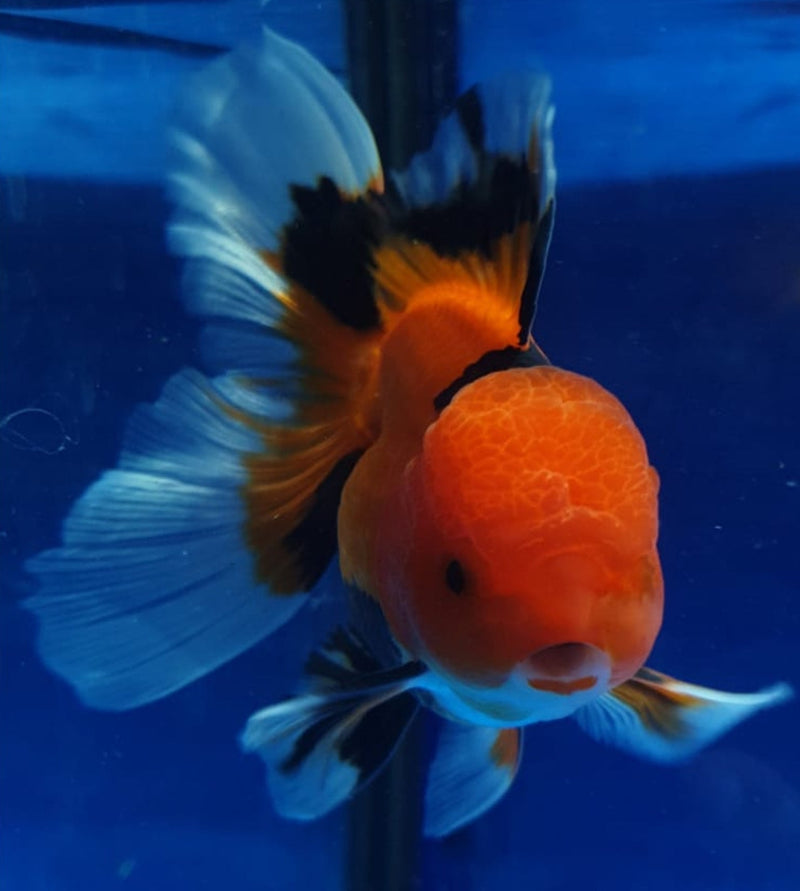 Live Fancy Goldfish Premium Select  Our Choice MEDIUM SIZE BREED Apache Thai Oranda GROW UP TO 4-4.5'' BODY(CGF-050)