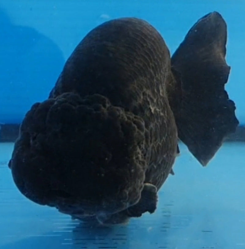 Live Fancy Goldfish Premium Select Our Choice Big Head Thai Lionchu Super Black / Jet Black Grow up to Over 5'' BODY(CGF-069)