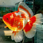 Live Fancy Goldfish Premium Select Our Choice Giant BREED Special Red and White Thai Oranda GROW UP TO 5.5-7'' BODY(CGF-053)