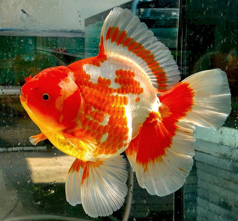 Live Fancy Goldfish Premium Select Our Choice Giant BREED Special Red and White Thai Oranda GROW UP TO 5.5-7'' BODY(CGF-053)