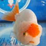 Live Fancy Goldfish Premium Select Our Choice Big Head Thai Lionchu Red/White Grow up to Over 5'' BODY(CGF-067)