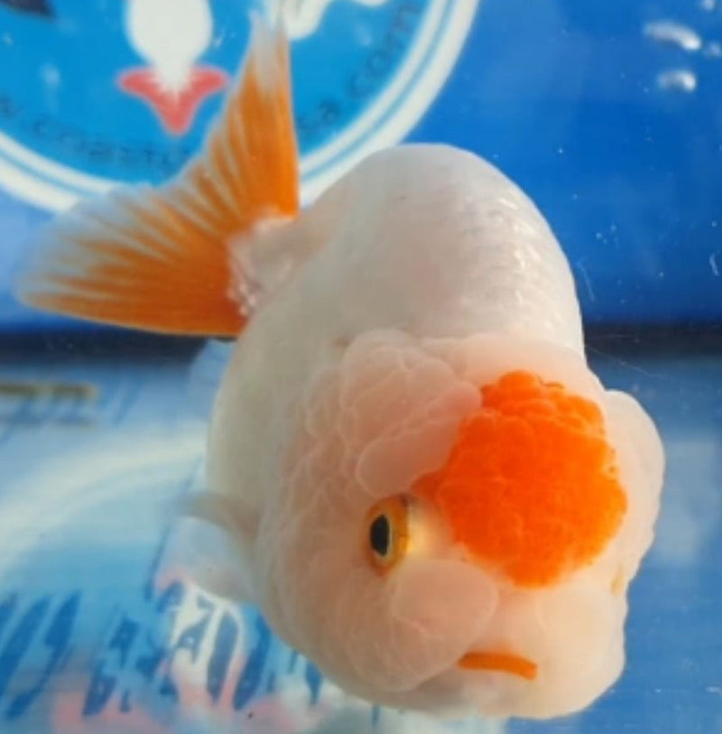 Live Fancy Goldfish Premium Select Our Choice Big Head Thai Lionchu Red/White Grow up to Over 5'' BODY(CGF-067)